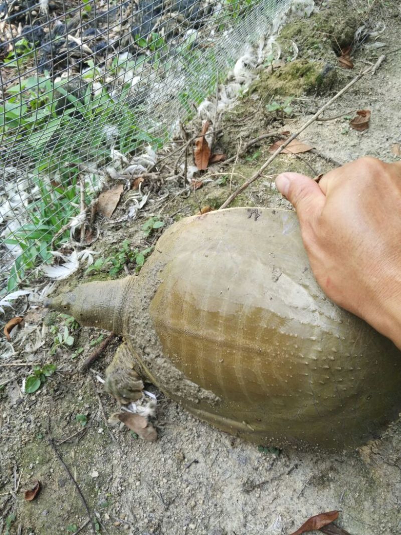 黄沙鳖2.5~3斤