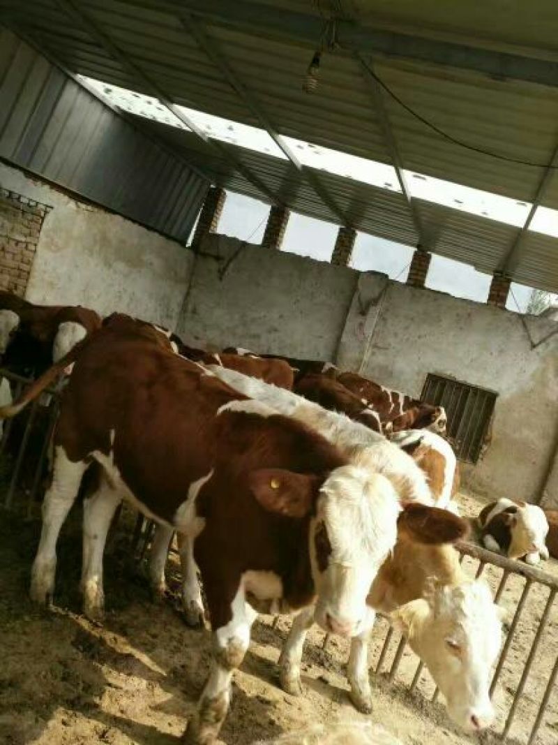 西门塔尔牛犊200~300kg