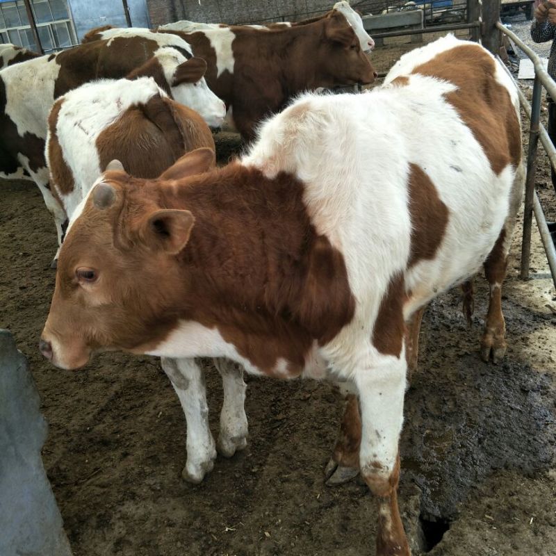 西门塔尔牛犊200~300kg