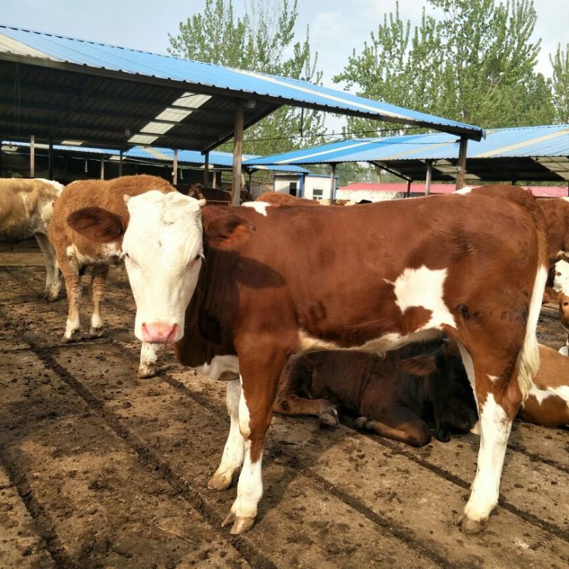 西门塔尔牛犊200~300kg