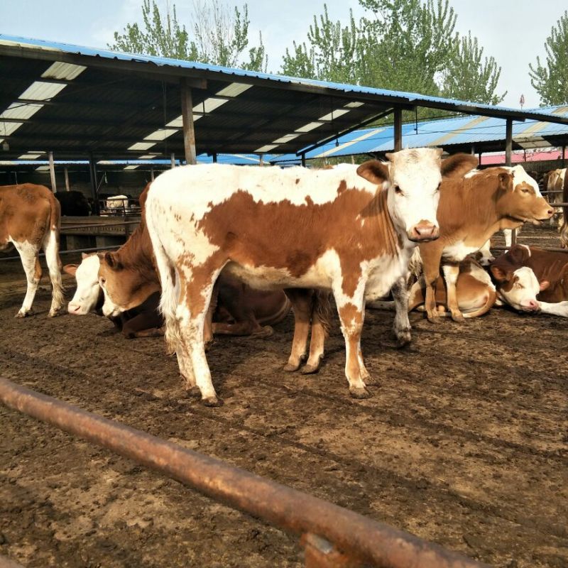 西门塔尔牛犊200~300kg