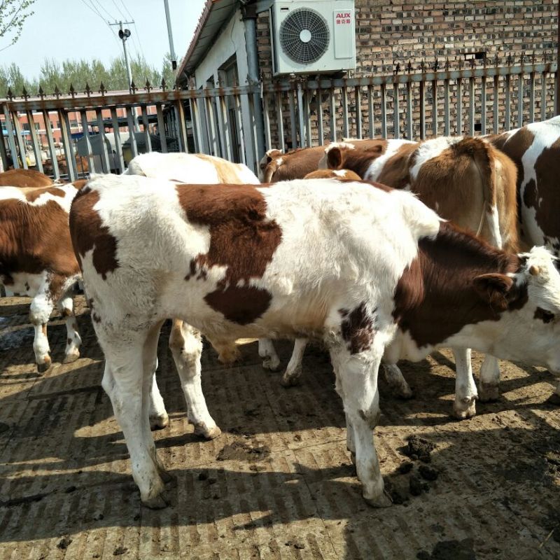 西门塔尔牛犊200~300kg