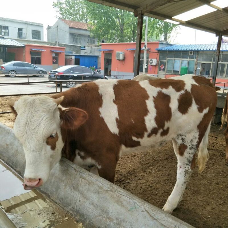 西门塔尔牛犊200~300kg