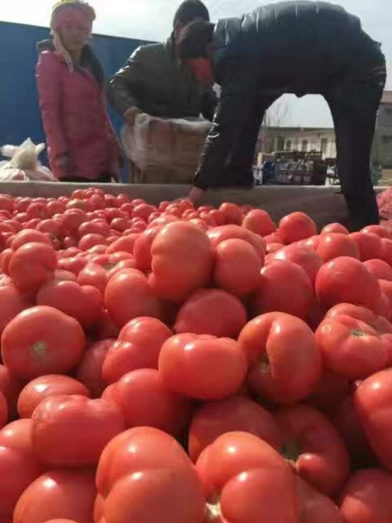 硬粉西红柿通货硬粉弧三以上