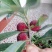 杨梅2.5~3cm