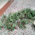 杨梅2.5~3cm