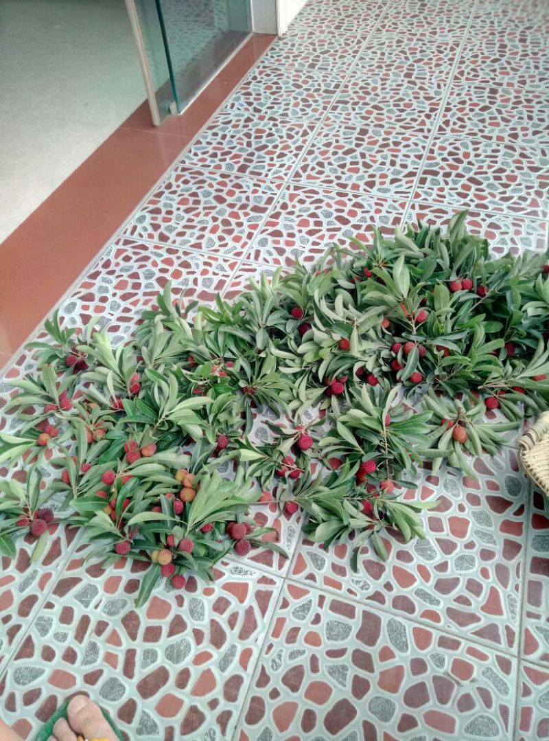 杨梅2.5~3cm