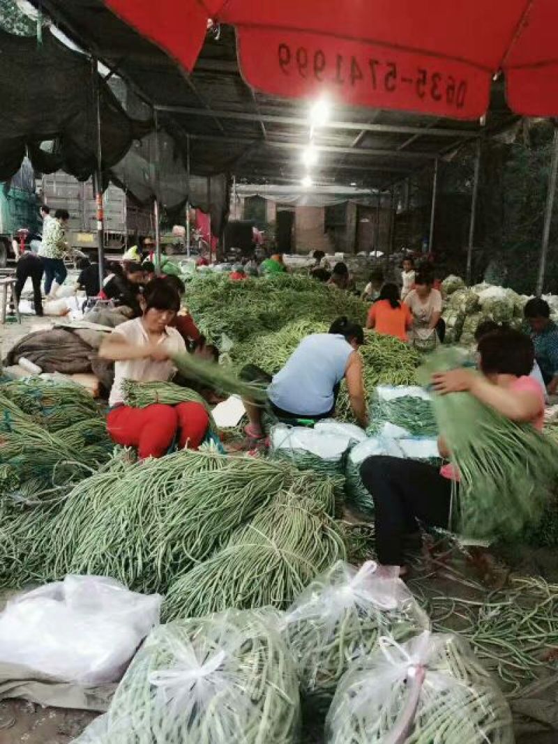 长豆角80厘米以上