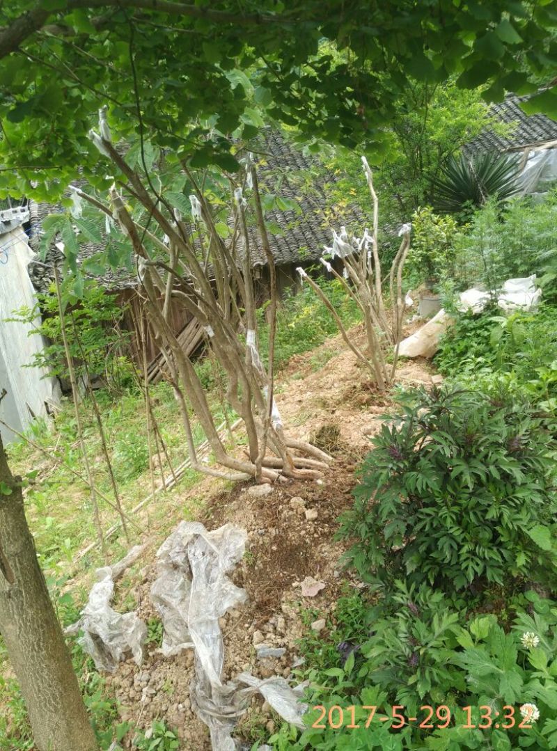 映山红35cm以上