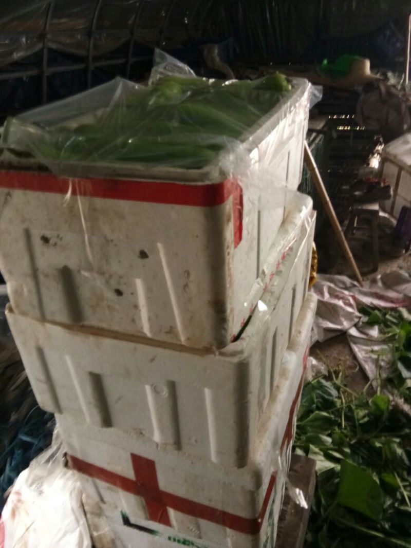 瓠瓜，夜开花，新老货都有