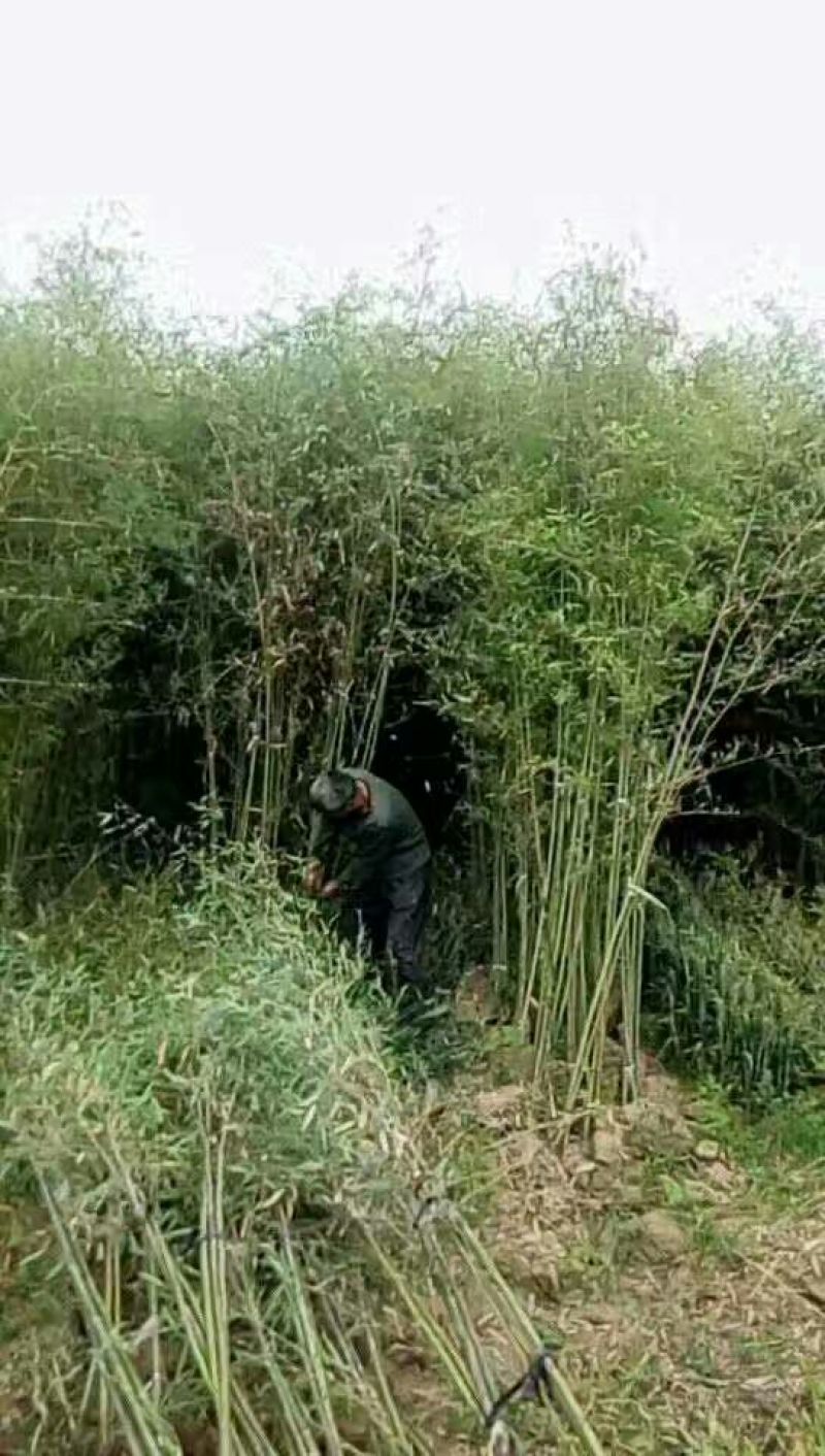 绿竹1~2m