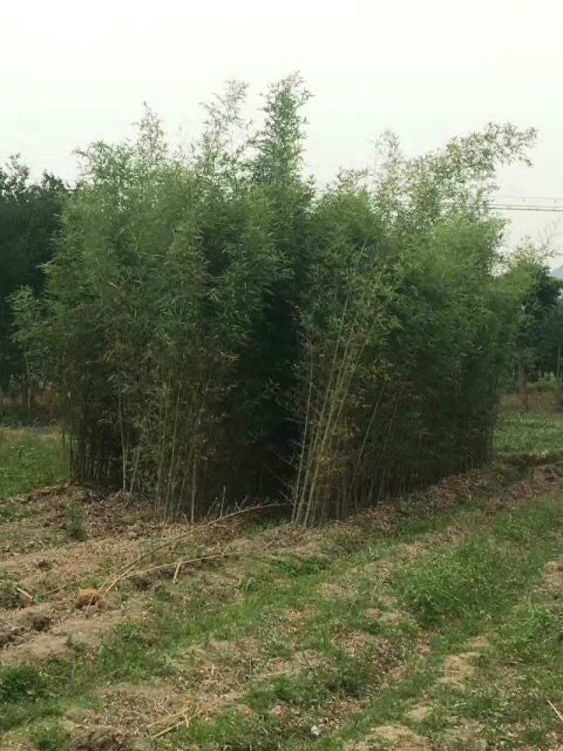 绿竹1~2m