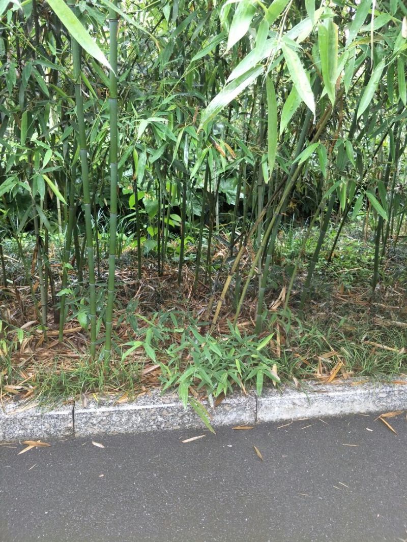 绿竹1~2m