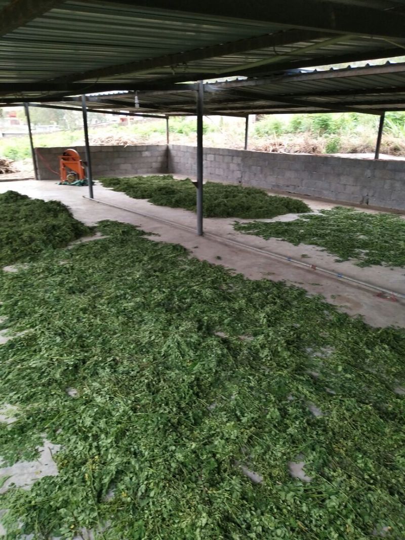 辣木叶金沙江河谷辣木叶pkm1大叶片