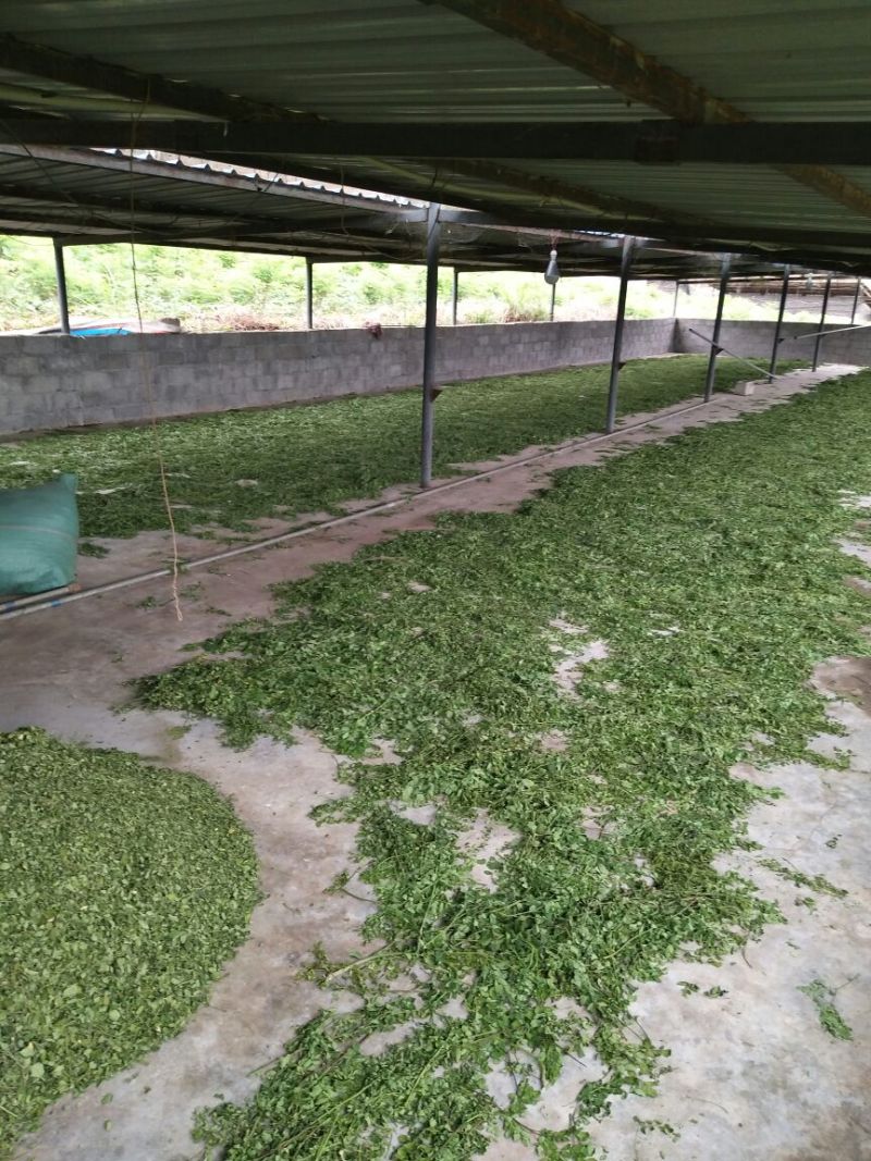 辣木叶金沙江河谷辣木叶pkm1大叶片