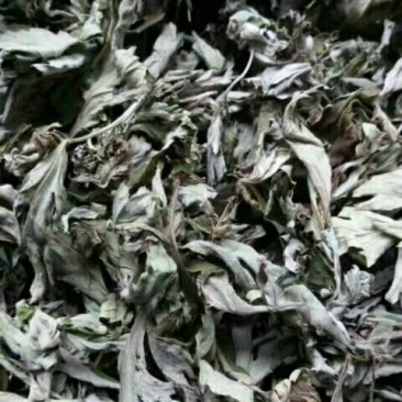 艾叶全叶统