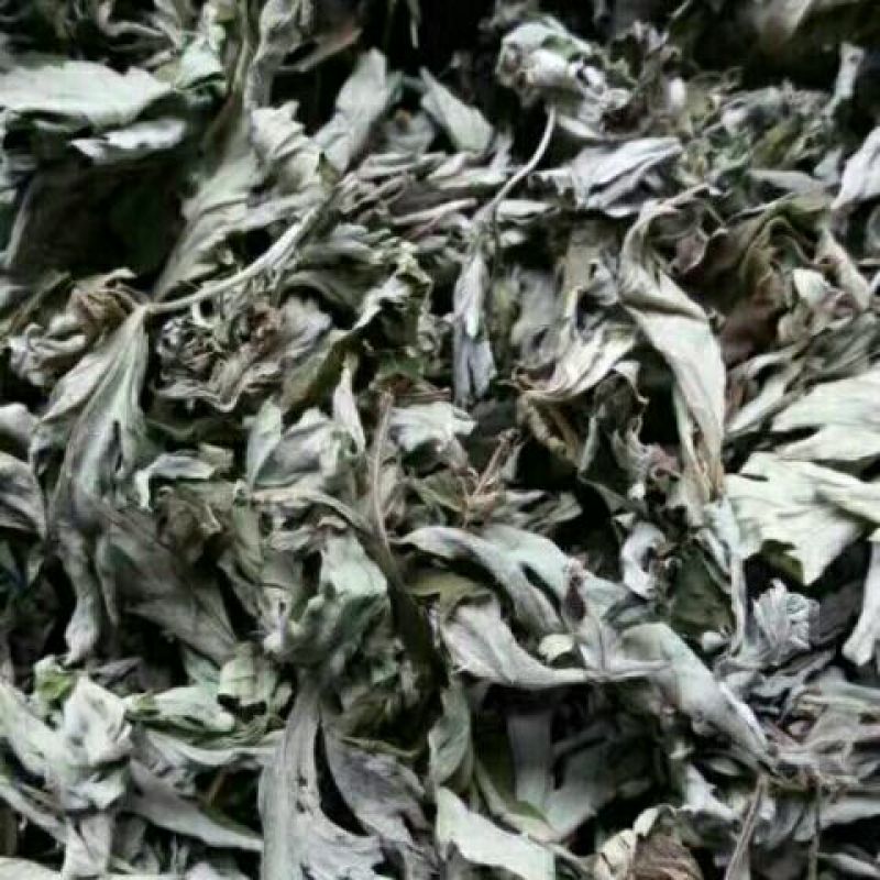 艾叶全叶统