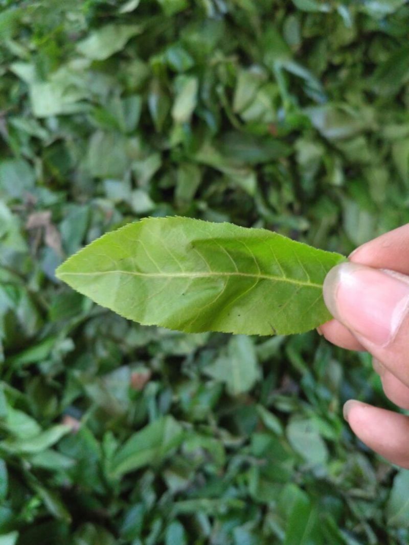 青钱柳茶一级
