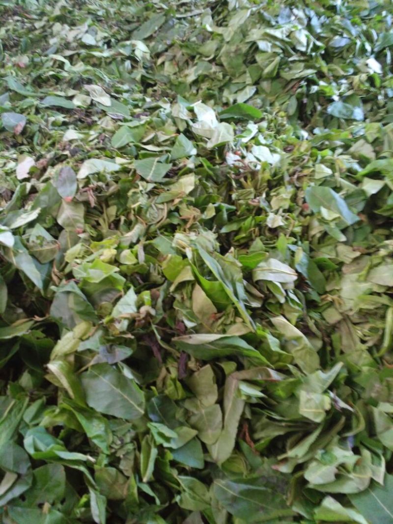 青钱柳茶一级