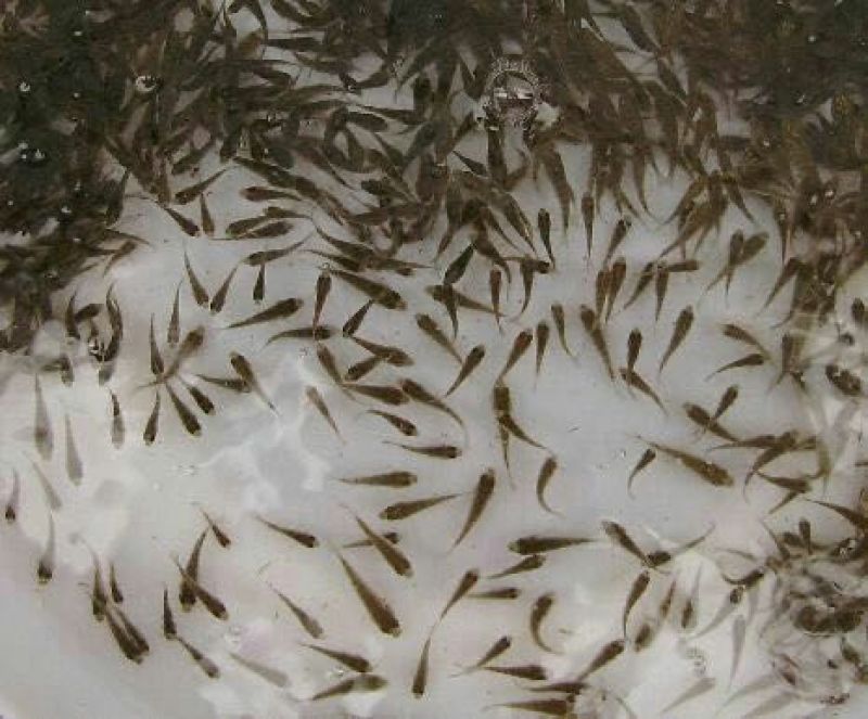 草鱼苗人工养殖5cm以下
