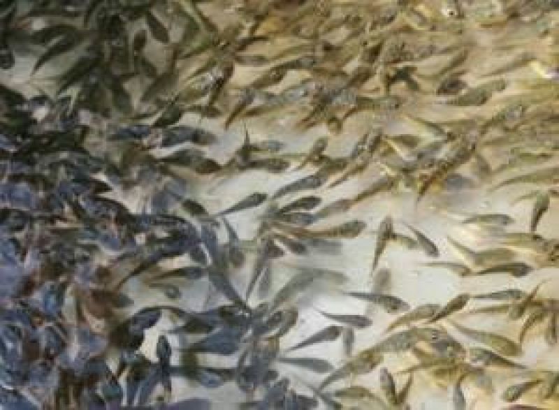 草鱼苗人工养殖5cm以下
