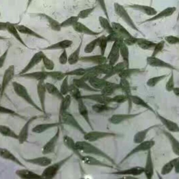 草鱼苗人工养殖5cm以下