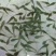 草鱼苗人工养殖5cm以下