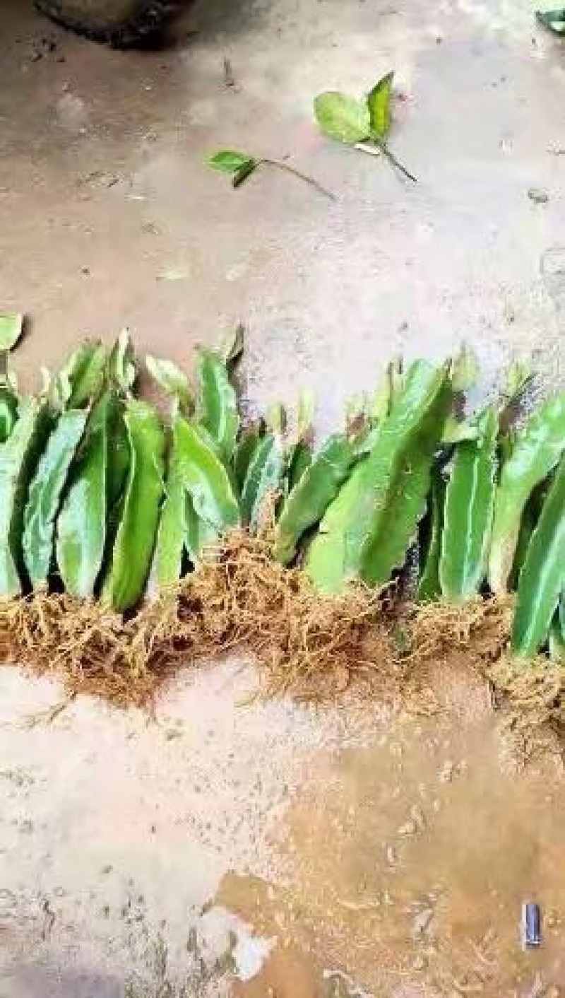 火龙果苗