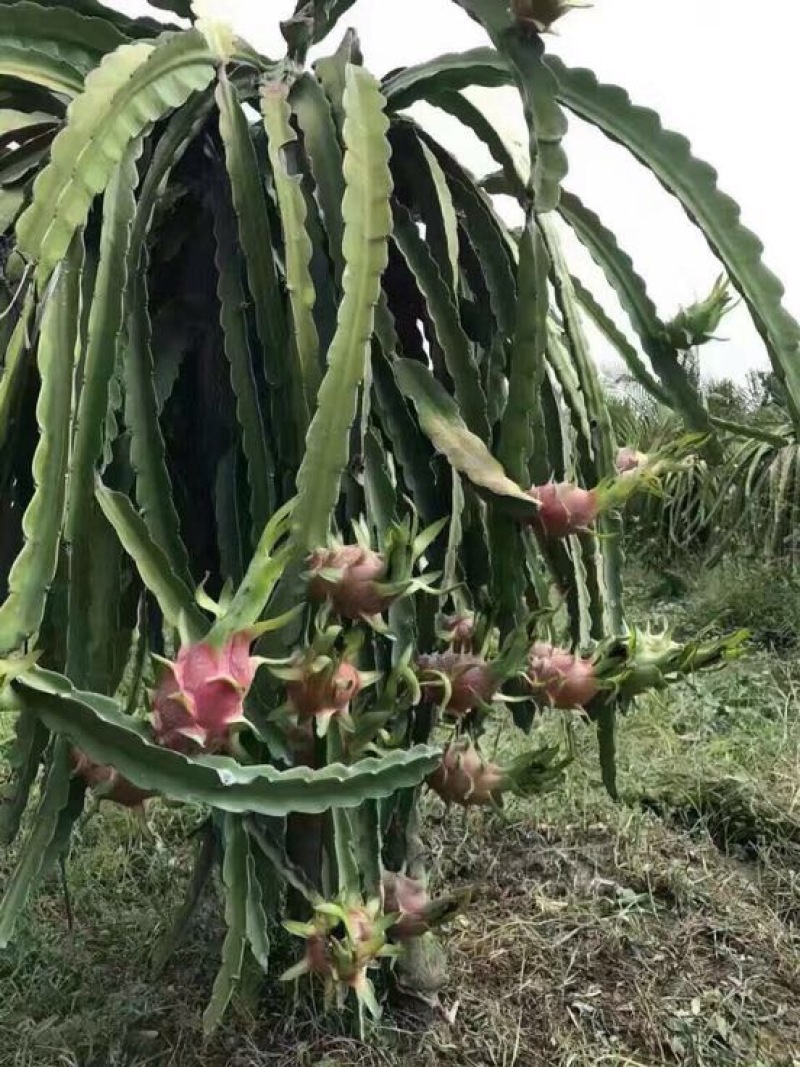 火龙果苗