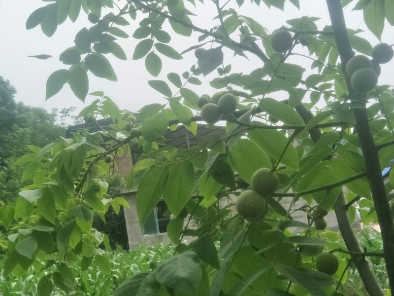 香玲核桃苗一年苗50~100cm