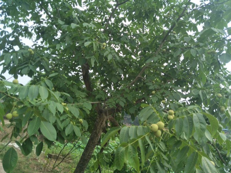 香玲核桃苗一年苗50~100cm
