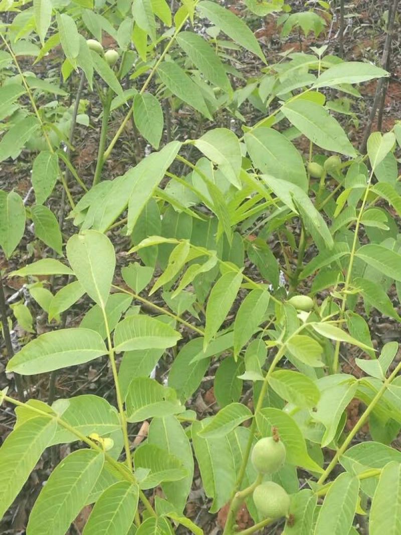 香玲核桃苗一年苗50~100cm