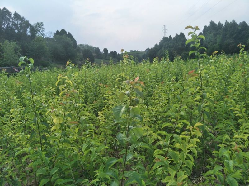 五月脆苗40~50cm