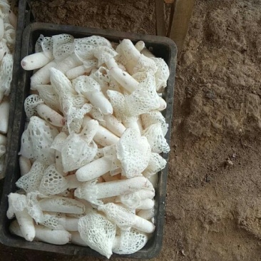 干竹荪一级