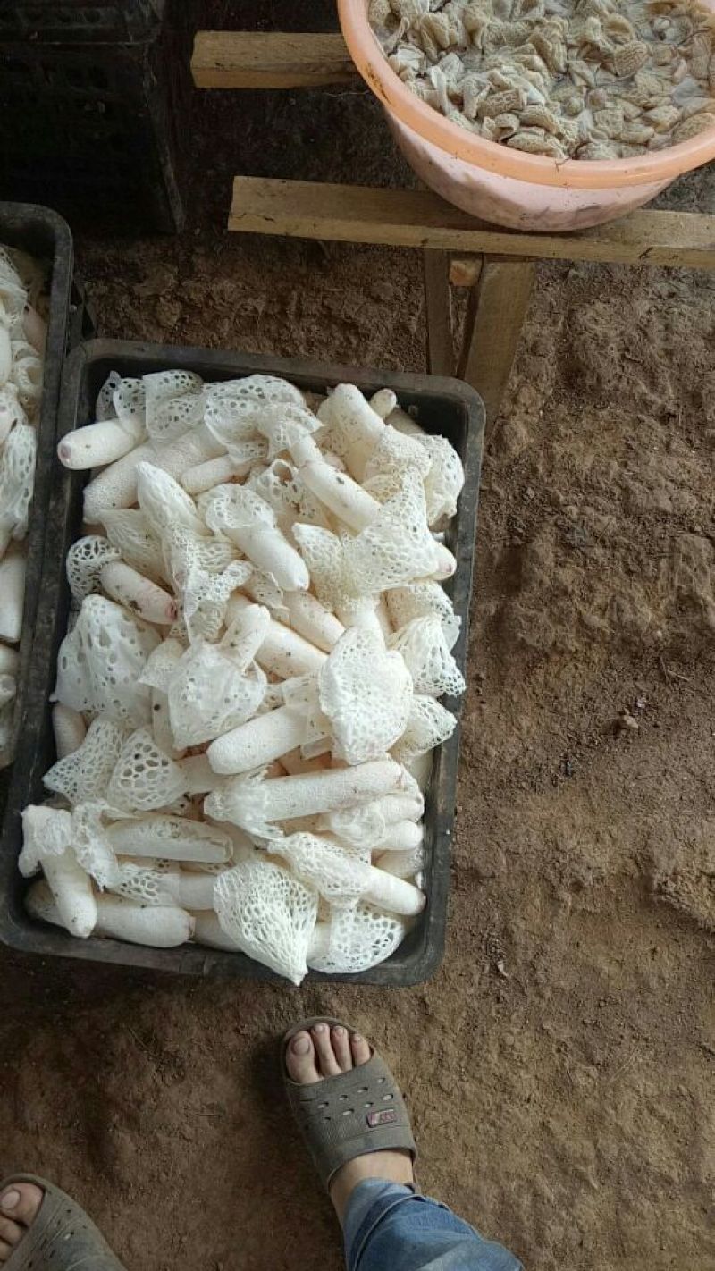 干竹荪一级