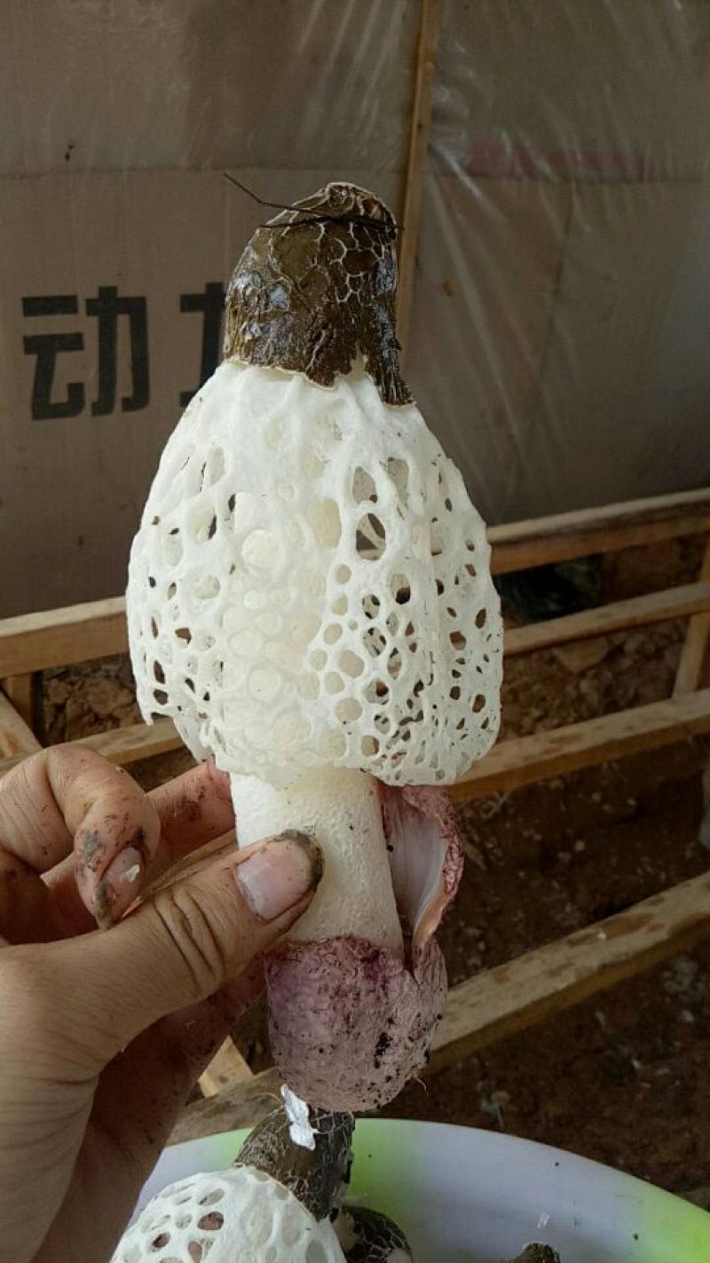 干竹荪一级