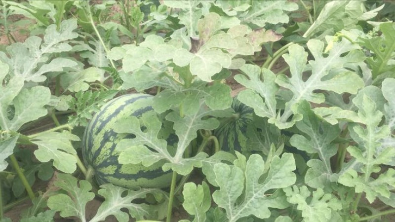 麒麟西瓜。盐城市东台西瓜种植基地。