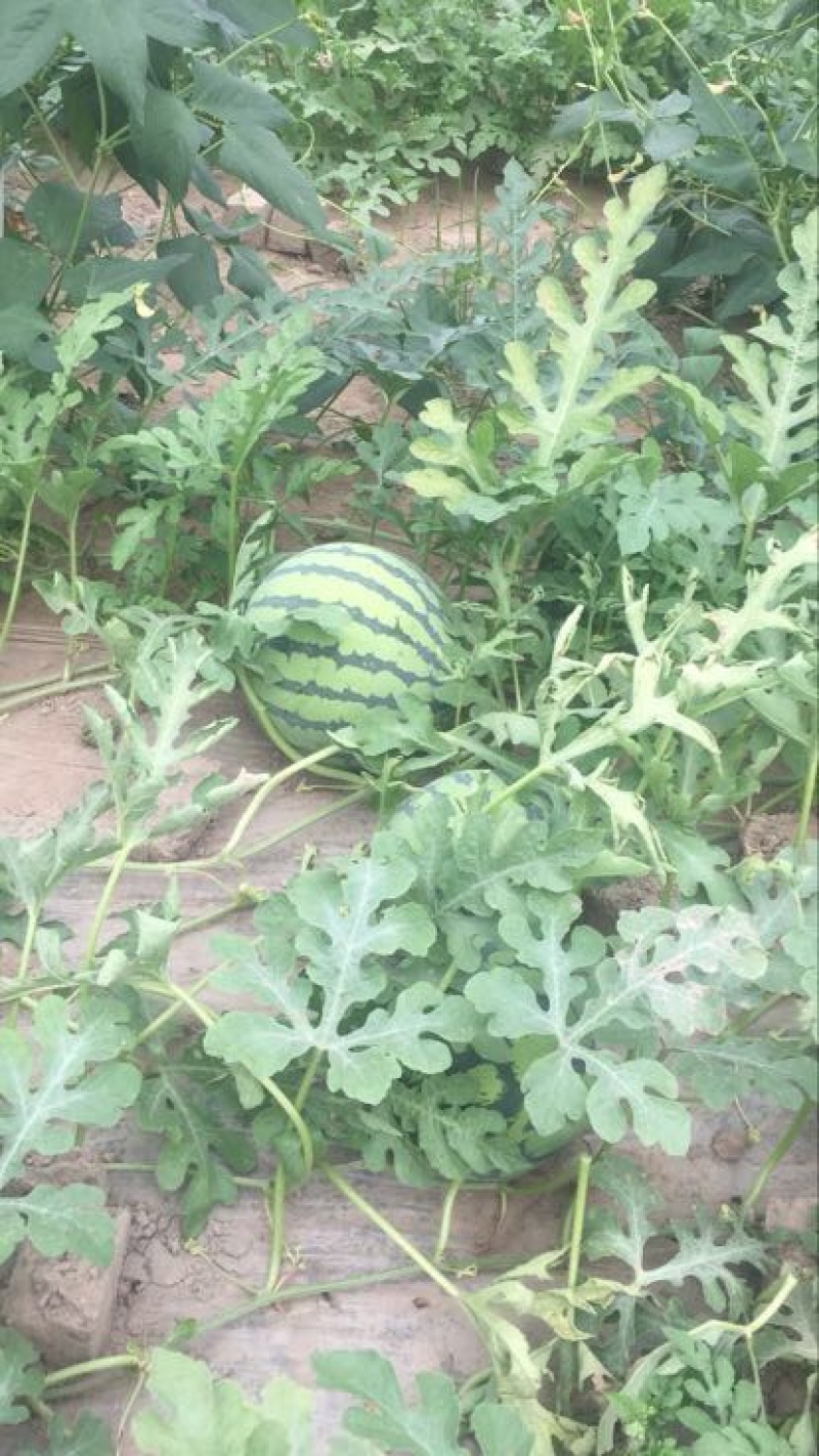 麒麟西瓜。盐城市东台西瓜种植基地。