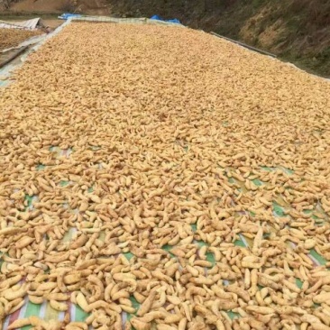 防野生天麻片