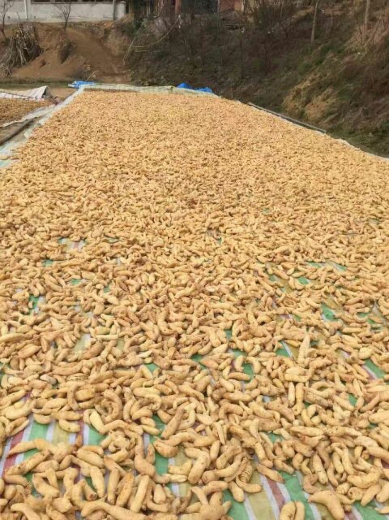 防野生天麻片