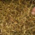 中药金银花茶特级去火茶散装花草茶