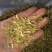 中药金银花茶特级去火茶散装花草茶