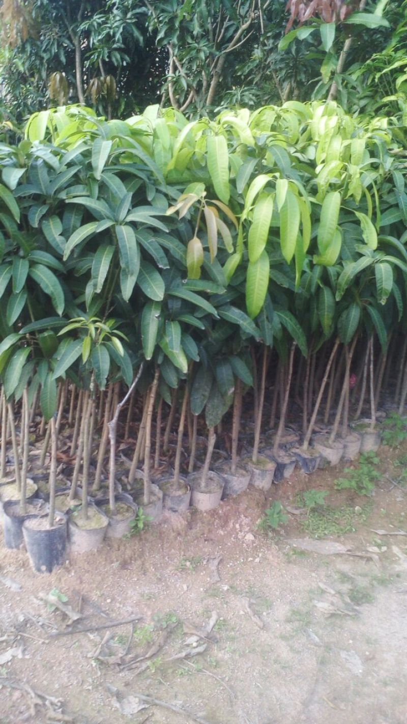 芒果苗1m以下四季芒金煌芒贵妃芒一手货源基地直发欢迎来电