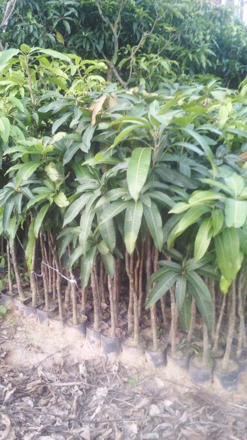 芒果苗1m以下四季芒金煌芒贵妃芒一手货源基地直发欢迎来电