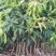 芒果苗1m以下四季芒金煌芒贵妃芒一手货源基地直发欢迎来电
