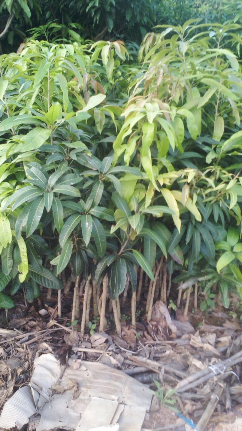 芒果苗1m以下四季芒金煌芒贵妃芒一手货源基地直发欢迎来电