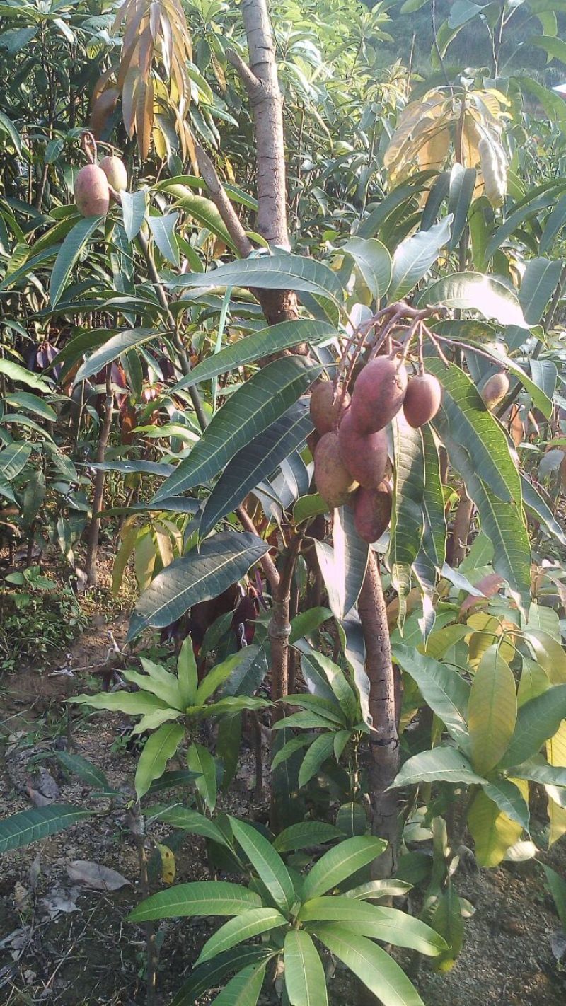 芒果苗1m以下四季芒金煌芒贵妃芒一手货源基地直发欢迎来电