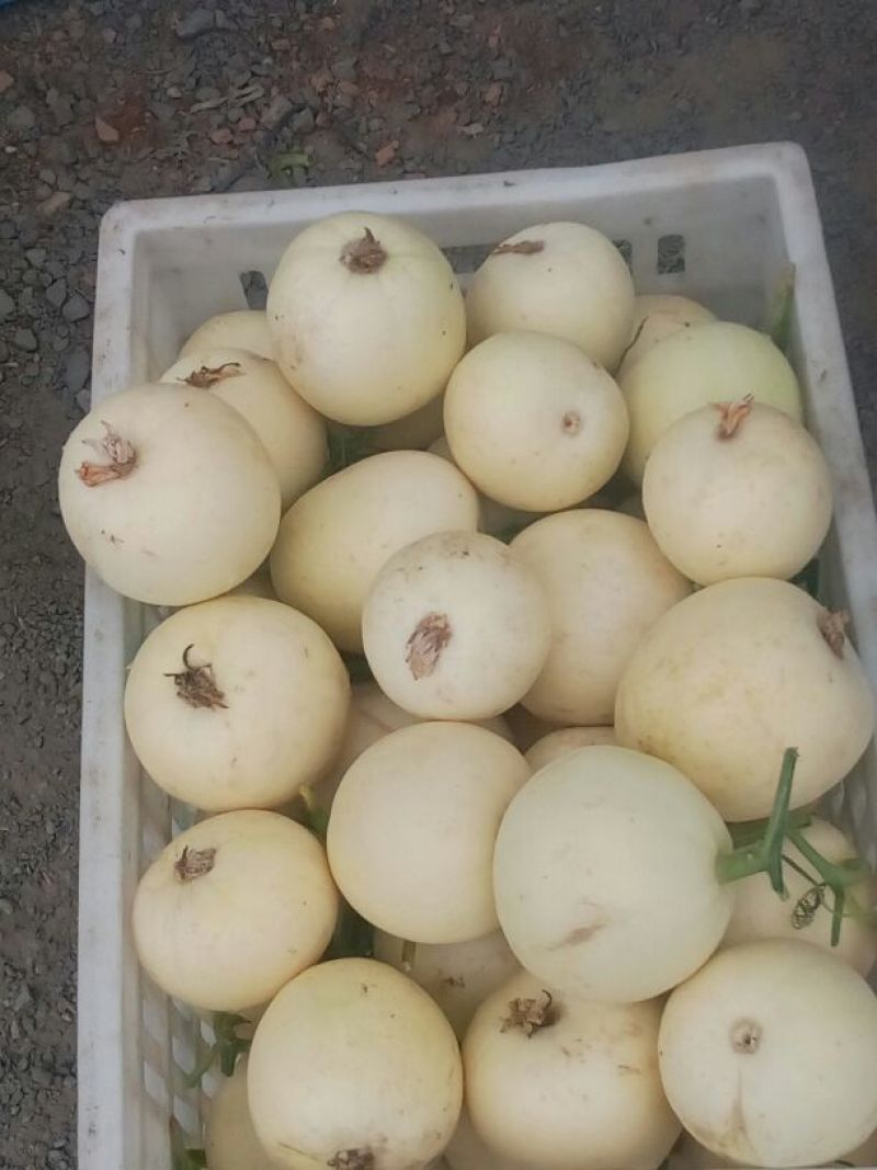 伊丽莎白甜瓜1斤以上精品