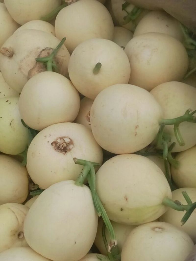 伊丽莎白甜瓜1斤以上精品