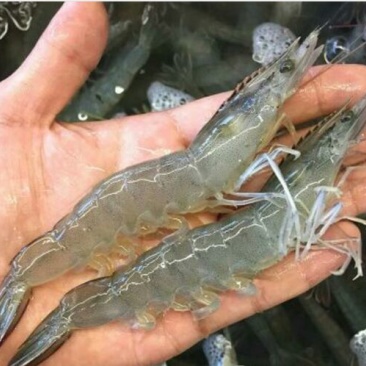 近缘新对虾食用活虾